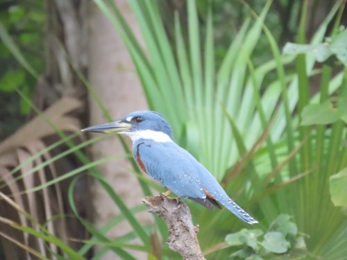 2024-11-20 kingfisher